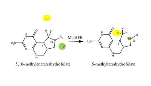 The curious case of MTHFR gene diagnoses
